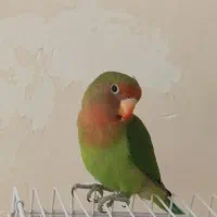 طوطی برزیلی