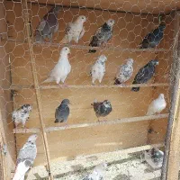 کفتر ۱۵ تا گرفتنی یجایی