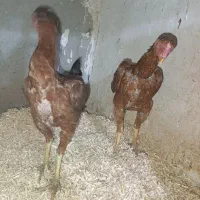 لاری های ۶ ۷ماهه تشنو