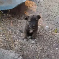 واگذاری توله