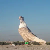 کبوتر|پرنده|کارون, |دیوار