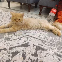 گمشده