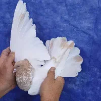 کفتر گرفتنی