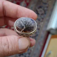 شجر تمام شبکه|کلکسیون اشیاء عتیقه|آفتاب, |دیوار