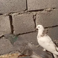 پشت هما نر زرهی ماده گردن کلفت جفت