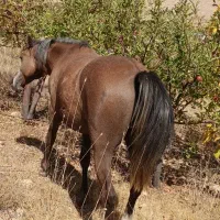 فروش سه راس اسب مادیان نژاددار