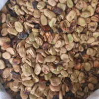 باقلا دامی بدونه شکسته و خاک