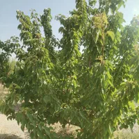 باغ قیمت مناسب|فروش زمین و ملک کلنگی|اصفهان, براآن شمالی|دیوار