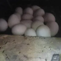 تخم نطفه دار تازه