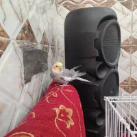 عروس هلندی|پرنده|خرمشهر, |دیوار