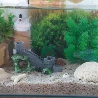 آکواریم شیشه خم|ماهی|نی‌ریز, |دیوار