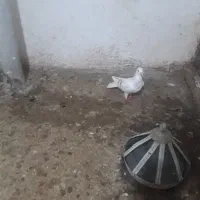 کفترپرشی|پرنده|اسفراین, |دیوار