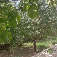 فروش باغ در اخلمد|فروش خانه و ویلا|چناران, |دیوار