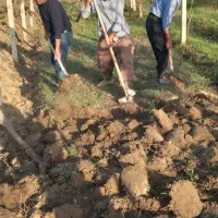 کارگر بیل زنی باغ و باغبانی|خدمات باغبانی و درختکاری|ارومیه, |دیوار