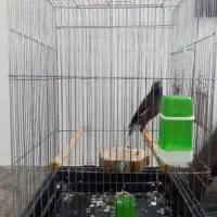 مینا سخنگو 2 ساله|پرنده|مشهد, خواجه ربیع|دیوار