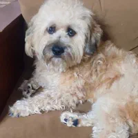 واگذاری سگ|سگ|شیراز, محراب|دیوار