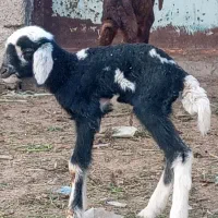 بره نر و ماده