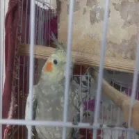 پرنده