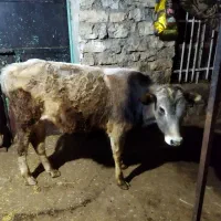 گاومحلی|حیوانات مزرعه|جوانرود, |دیوار