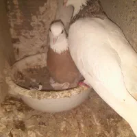 کبوتر