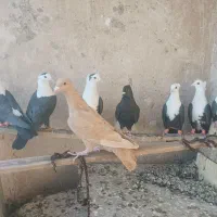 کبوتر۸تا  کلاغ کربلایی. ماده|پرنده|جلگه رخ, |دیوار