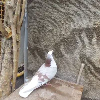 واز بومی|پرنده|اصفهان, کشاورزی|دیوار