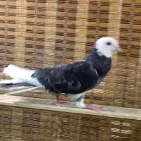 کبوتر ابلغ تیکه پاره جوجه کفتر نر و ماده پشت سرور|پرنده|تهران, دولاب|دیوار