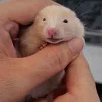 همسترهای بامزه خانگی|موش و خرگوش|کرج, کیانمهر|دیوار