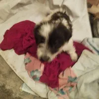 سک خونگیی نژاد دار|سگ|سنندج, |دیوار