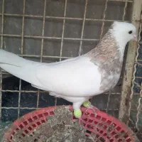 ۲ عدد نر|پرنده|زیباشهر, |دیوار