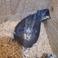 پرنده زینتی|پرنده|لاهیجان, بازکیاگوراب|دیوار