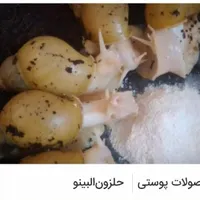 حلزون البینو مولد