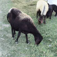 گوسفند ماده باردار|حیوانات مزرعه|گمیشان, |دیوار