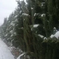 فروش-باغ-10-ساله-اول-هماشهر-شهرک-صنعتی-شهید-جاوید