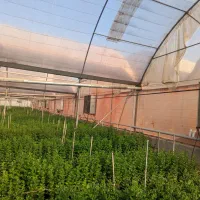 زمین و گلخانه|فروش دفتر صنعتی، کشاورزی، تجاری|پاکدشت, پاکدشت (مامازند)|دیوار