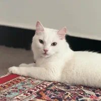 گربه ترکیش انگورای