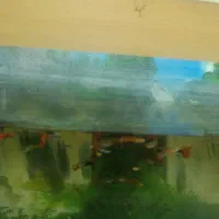 ماهی کپی سالم وسرحال