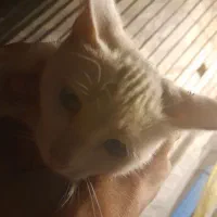 گربه خوب