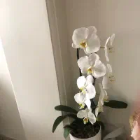گل ارکیده طبیعی