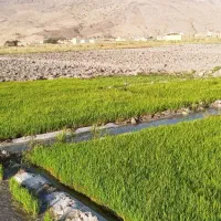 تخم گهر بوجاری شده به روش خاص نگهداری شده