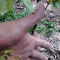 نهالستان چم در میاندوآب|خدمات باغبانی و درختکاری|تبریز, |دیوار