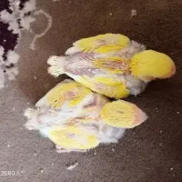 کوتوله|پرنده|چابهار, |دیوار