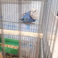 طوطی برزیلی مولد|پرنده|ارومیه, |دیوار