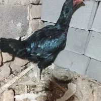 یک دانه مرغ لاری غ