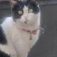 گربه پیدا شده