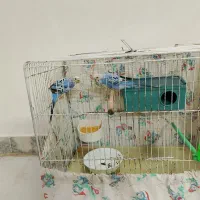 یک جفت مرغ عشق تخمگذار مولد