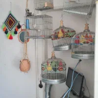 جفت کن کبوتر قفس سهره و طرقه و قناری
