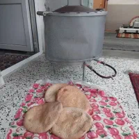 تنور