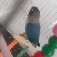 کوتوله  عروس