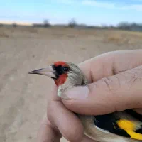 سهره کرمانی جرقه
